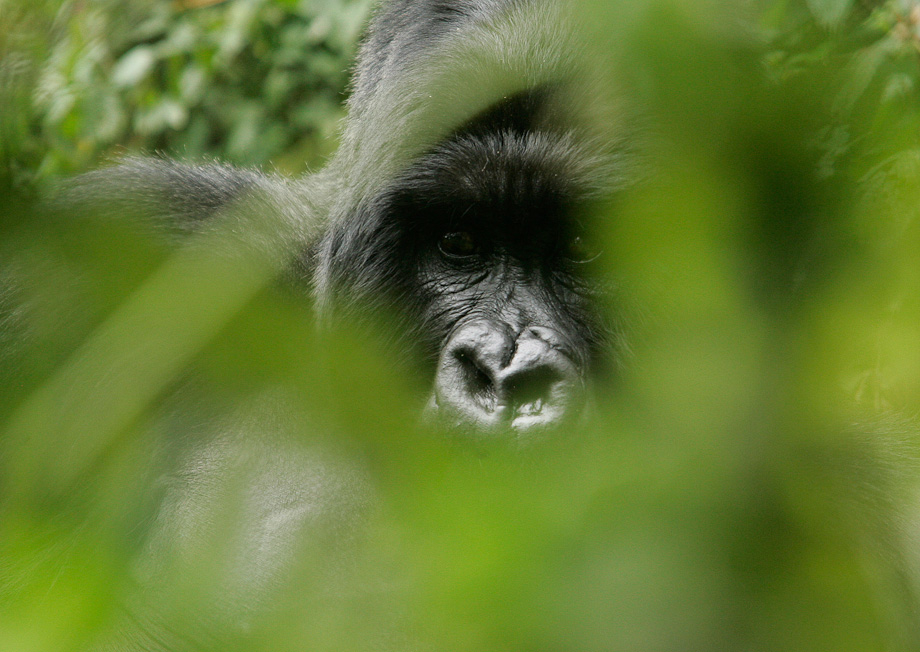 Gorillák végveszélyben – Nagyítás-fotógaléria