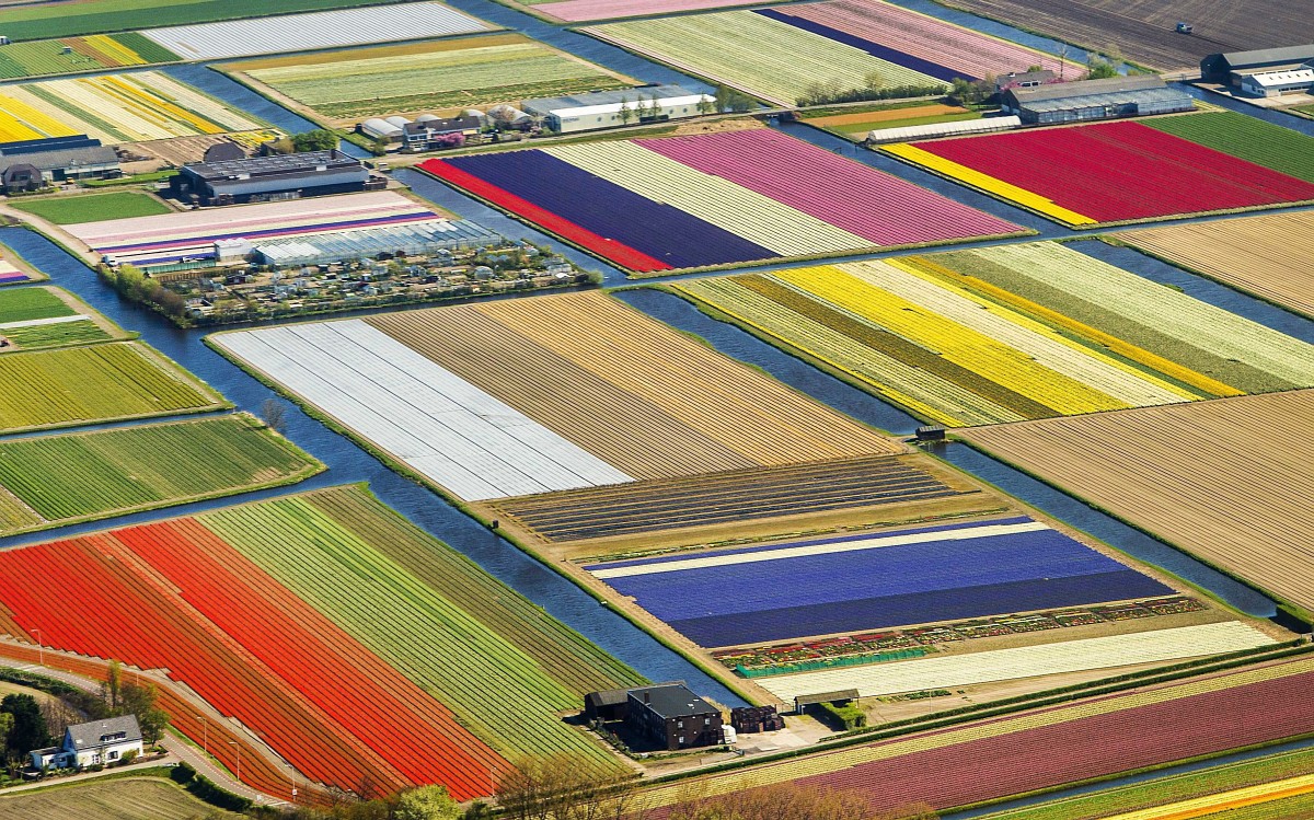 Így festenek felülről a holland tulipánmezők