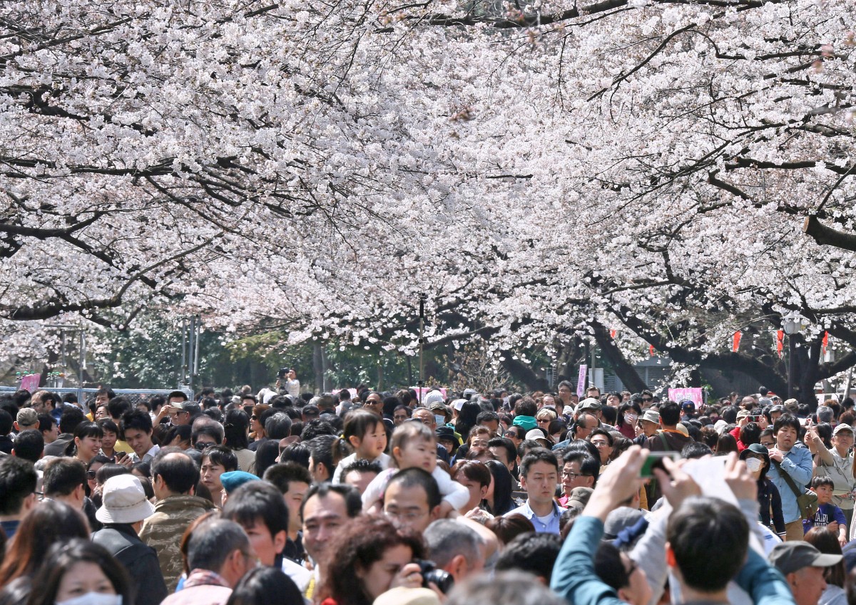 Fotó: virágba borultak a japán parkok