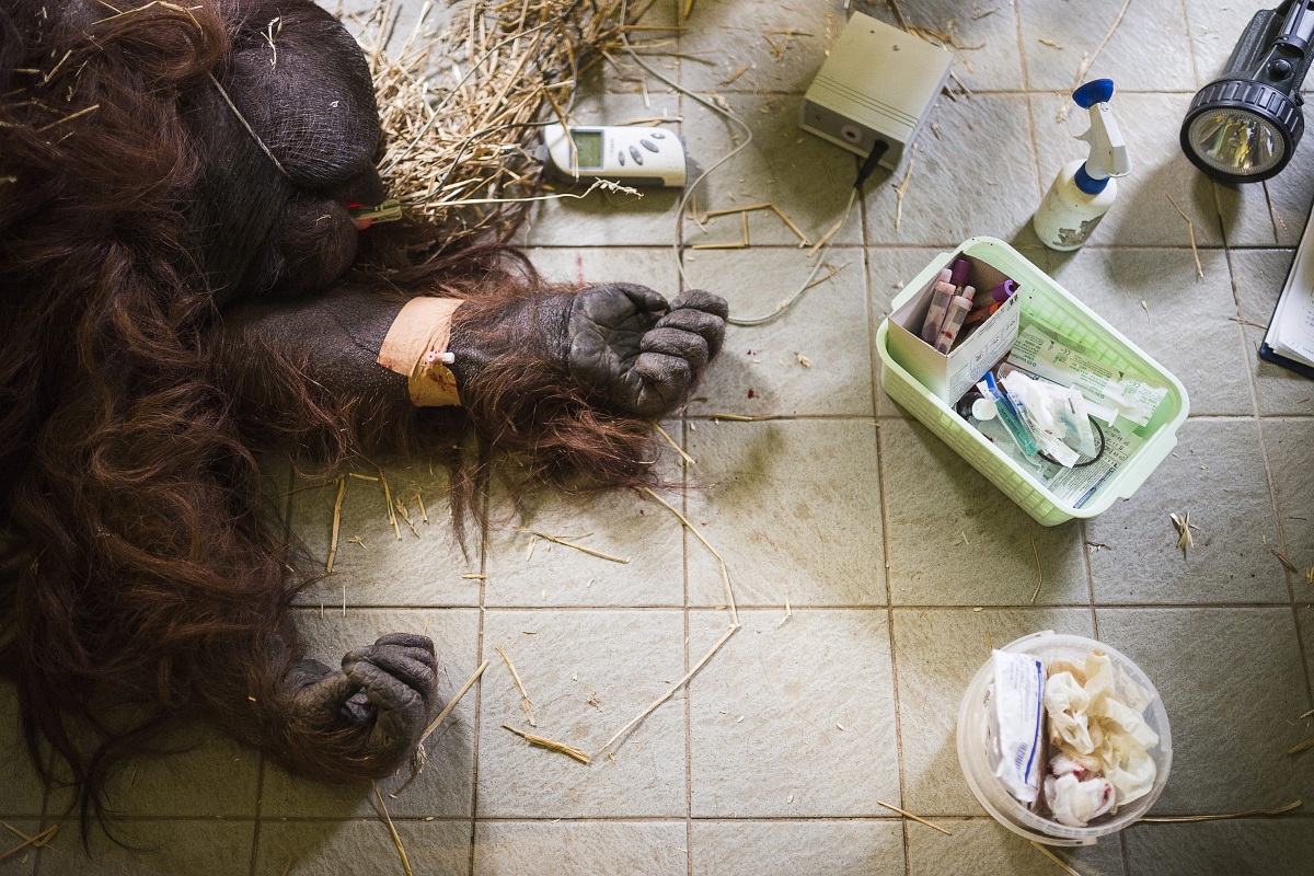 Fotók: kiterítve fekszik a Nyíregyházi Állatpark orangutánja