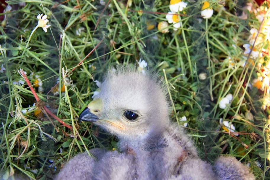 Madárfiókákat mentettek ki Ferihegyről - fotók