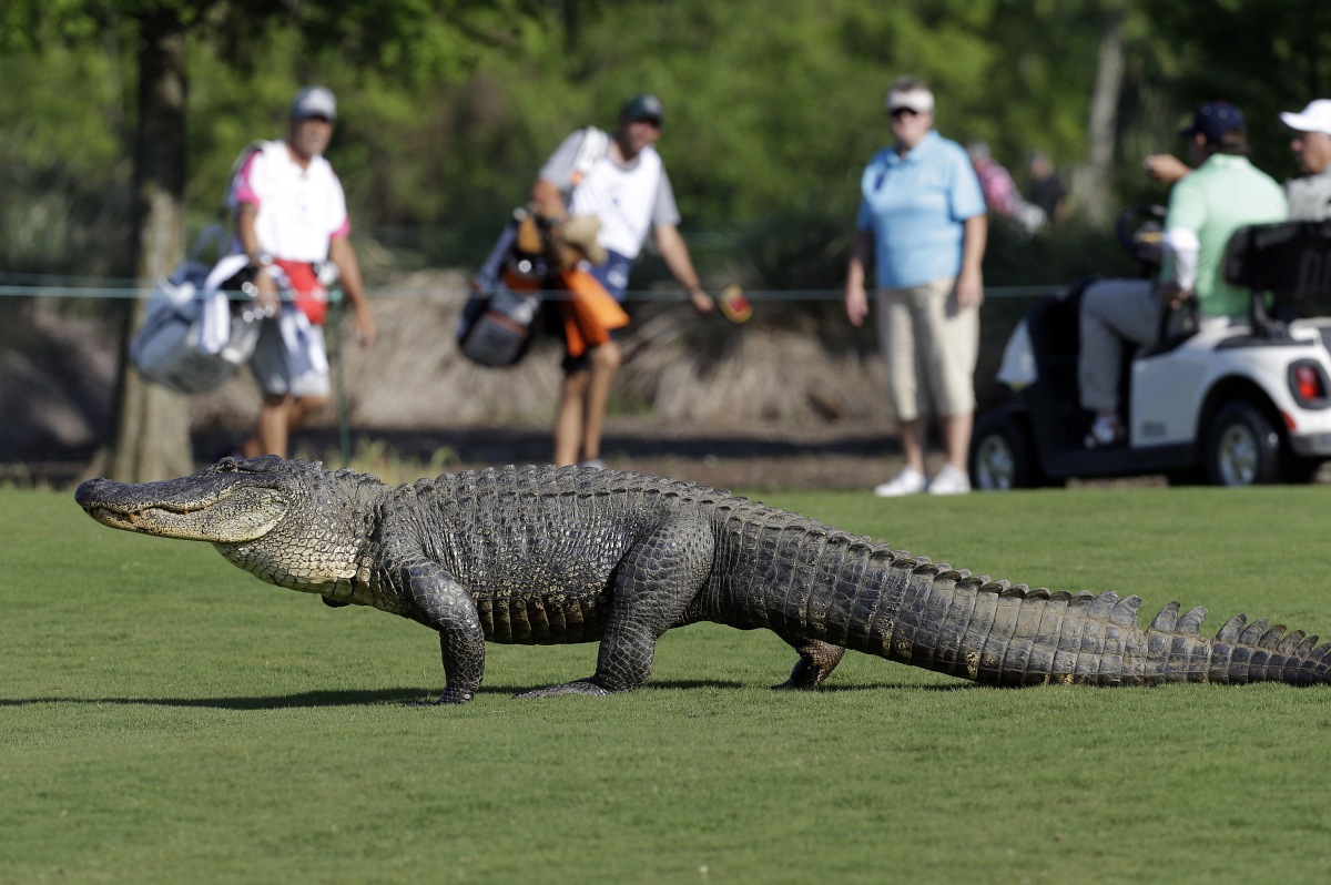 Fotó: Aligátor riogatta a golfbajnokság résztvevőit