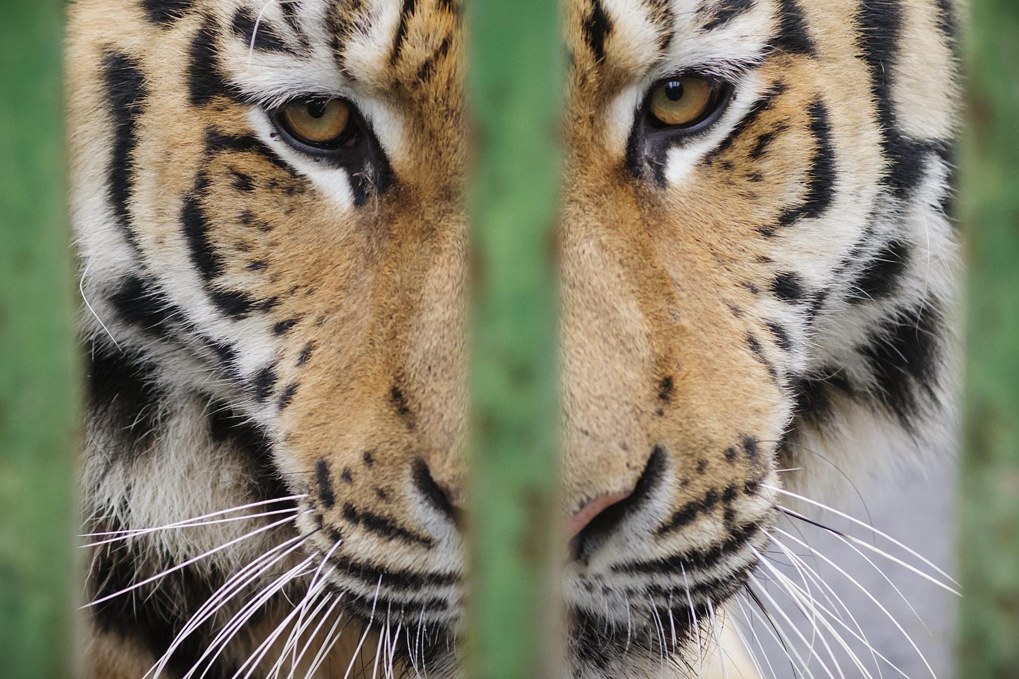 Nézzen bele egy magyar tigris szemébe! - fotó