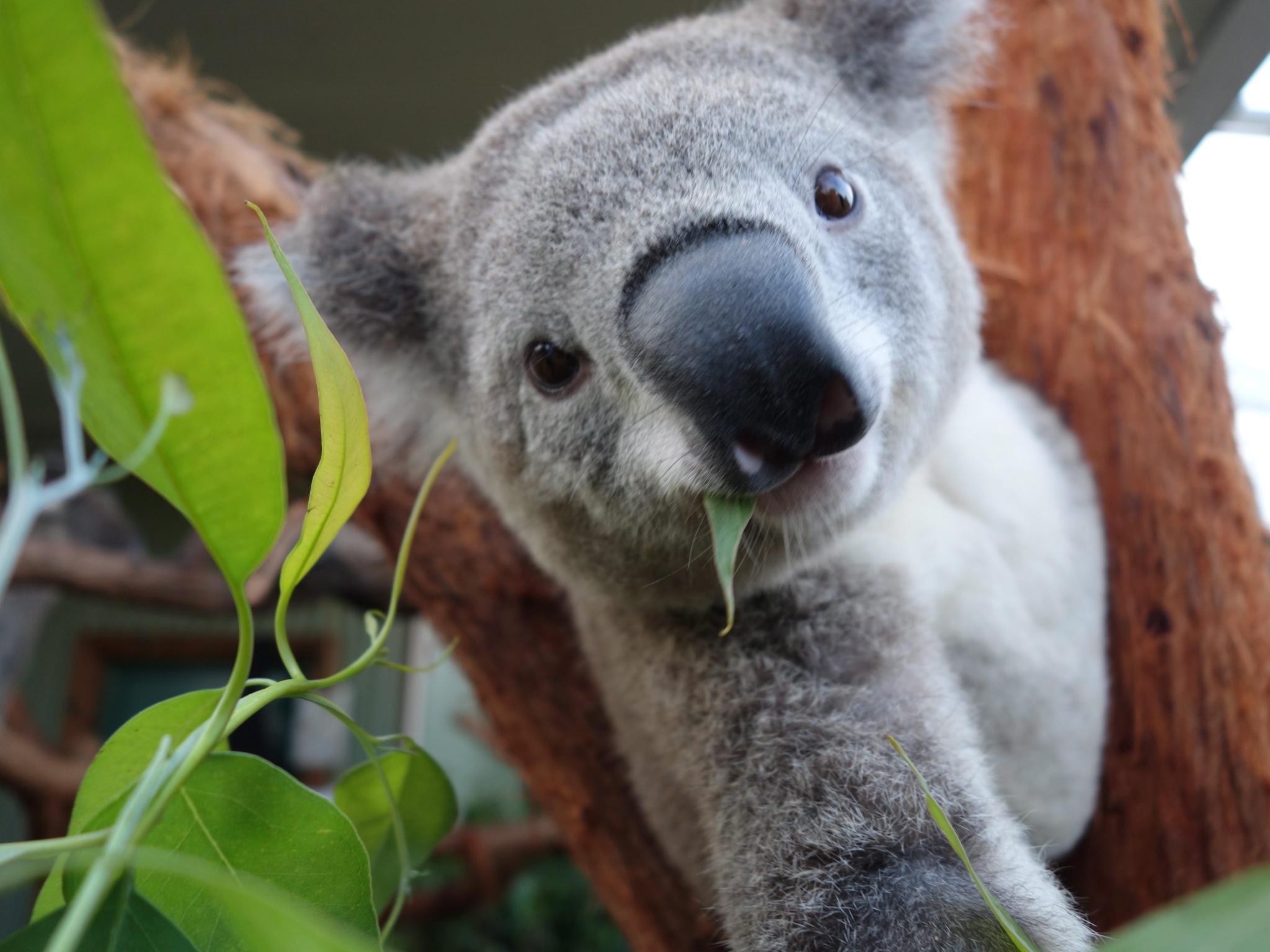 Fotó: Selfie-t csinált magáról egy koala