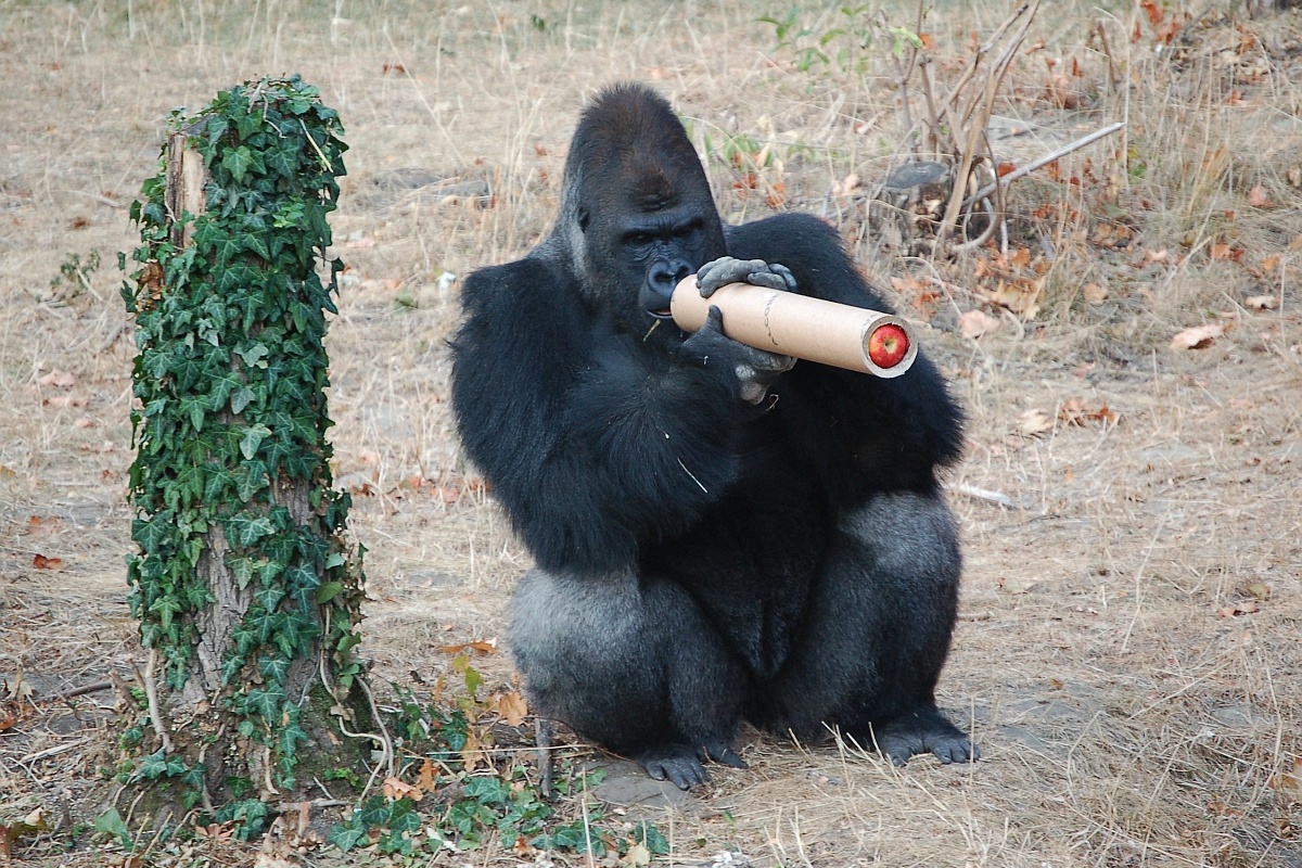 Fotók: trükközniük kell a gorilláknak Nyíregyházán