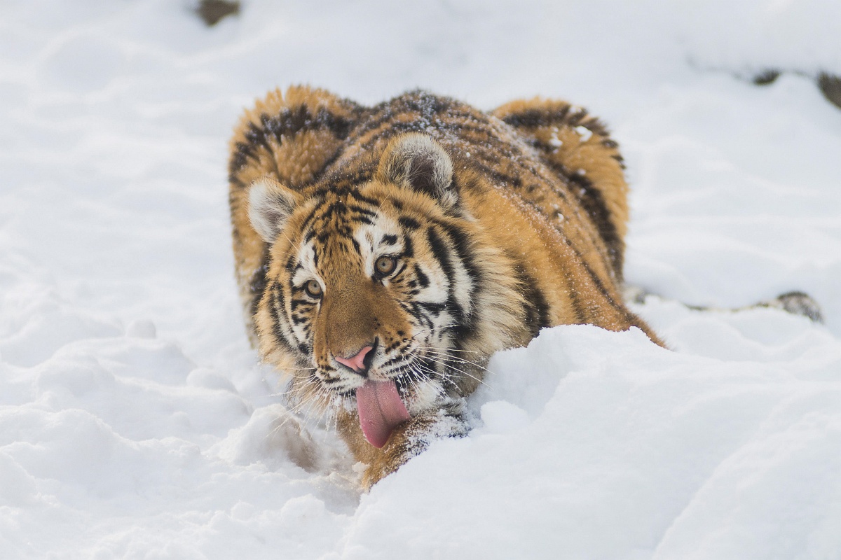 Fotók: imádja a havat a tigris Nyíregyházán