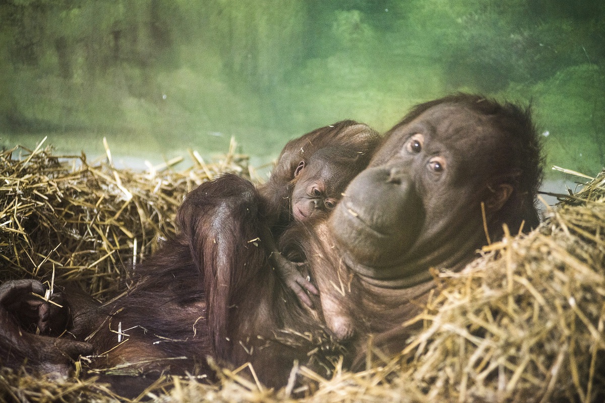 Fotók: borneói orangután született a Nyíregyházi Állatparkban