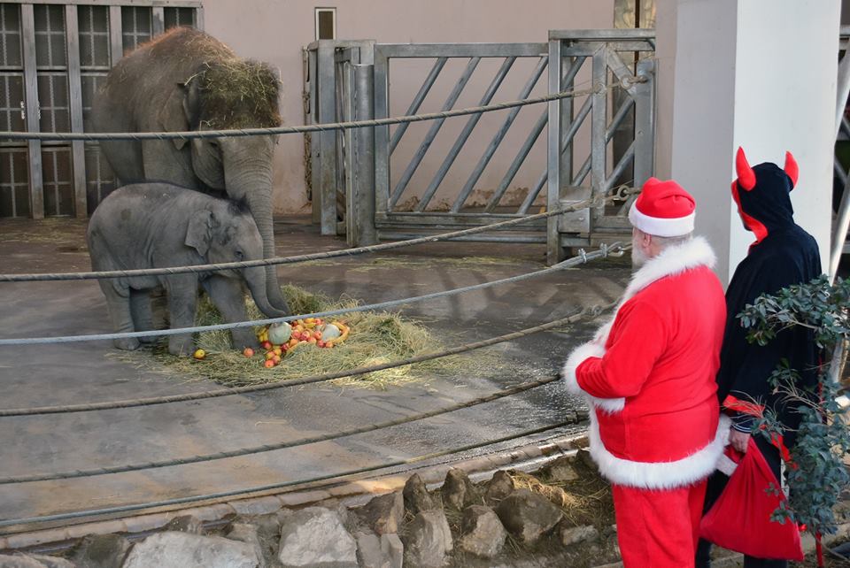 Mikulás járt az állatkerti kiselefántnál is - fotó