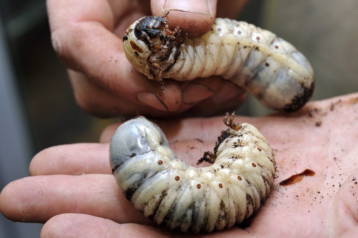 Gigantikus lárvákat mutattak be az állatkertben - fotó