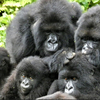 Megfigyelték 164 gorilla viselkedését, az eredmény az emberi viselkedésre is rámutat