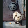 Fekete-fehérre festett csaucsau kutyákat mutattak be pandaként egy kínai állatkertben – videó