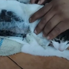 Drogcsempész macskát csíptek fülön egy Costa Rica-i börtönnél – videó