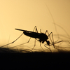 Likvidálhatják a betegséget terjesztő szúnyogokat