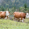 Határozatlan időre bezárták az állatsimogatót a fővárosi állatkertben