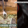 Fényes nappal fajtalankodhatott a kutyájával egy meztelen férfi Budapesten