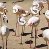 Drága a flamingók élete, oltási programot indult a magyarországi állatkertekben a madárinfluenza miatt