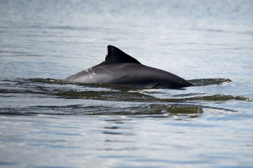 Szex vagy delfinek? Ön szerint mi van ezen a képen?
