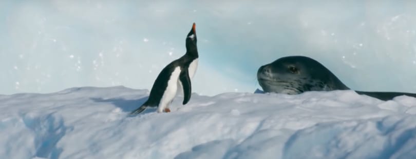 Lenyűgöző videó: túlélheti az apró pingvin, ha egy leopárdfóka vadászik rá? 