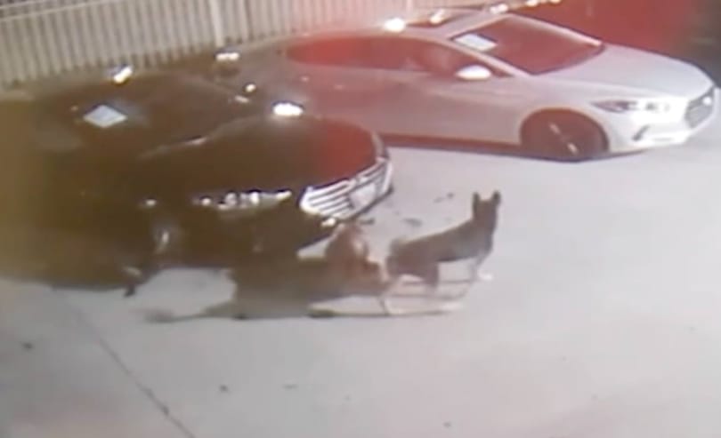 Egy csapat kóbor kutya szétcincálta egy autókereskedés drága autóit - videó