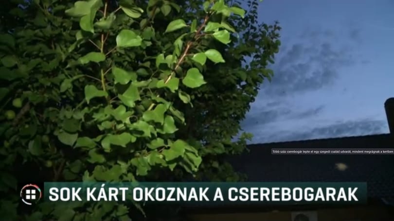 Cserebogár-invázió Szegeden – ellepték egy család udvarát a rovarok