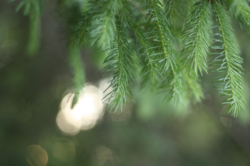 Adventi irodalmi naptár – december 19.