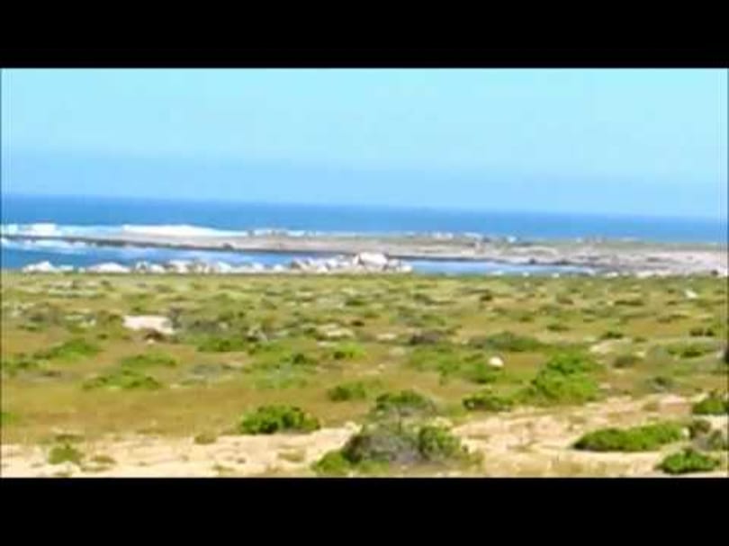 Videó: virágba borult az Atacama-sivatag