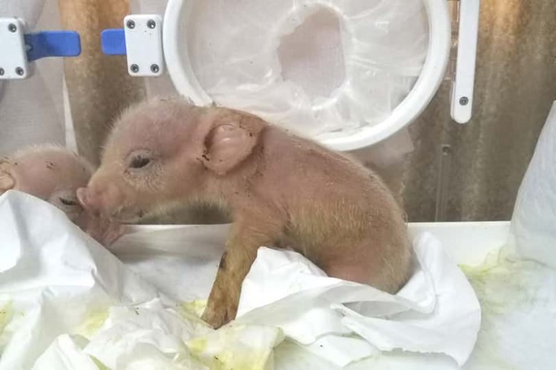 Kínai tudósok legyártottak egy állatot, amely disznó és majom egyszerre