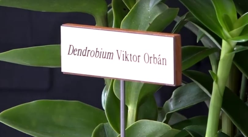 Ezt az orchideát nevezték el Orbánról – videó