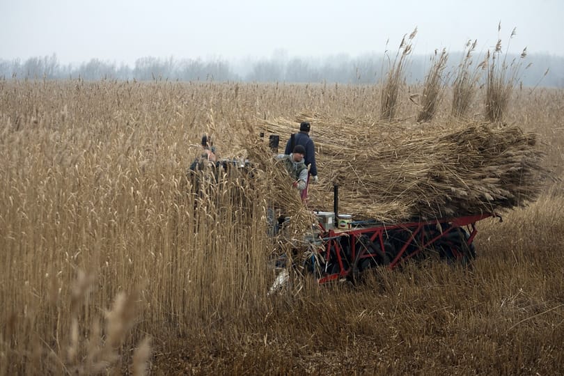 Védett területen irtották ki a nádast Szigetszentmiklóson, nyomozás indult