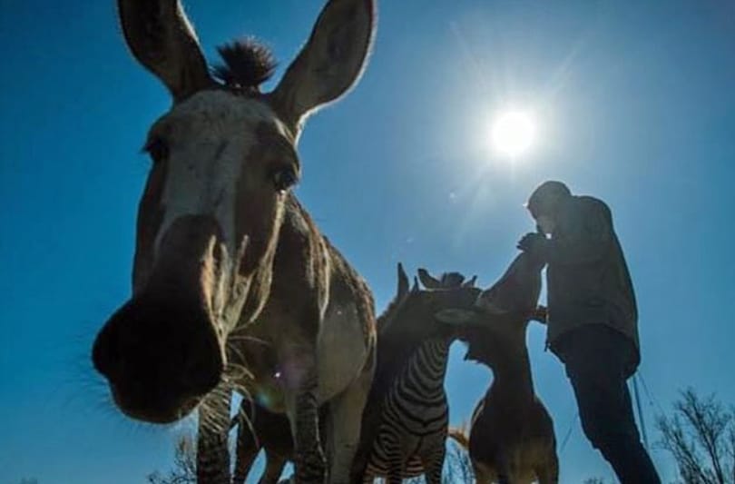 Szerdán nyit az első magyar autós szafaripark