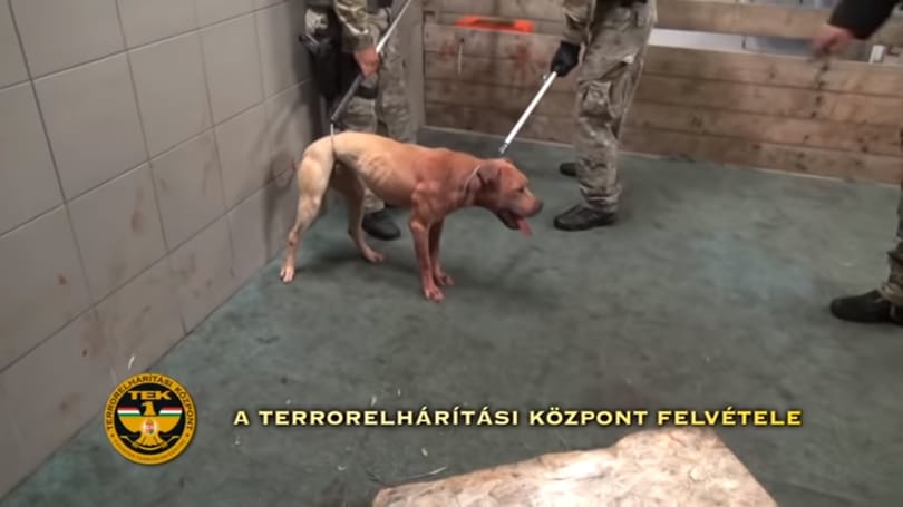 Kutyaviadal szervezőit fogta el a TEK Mohácson