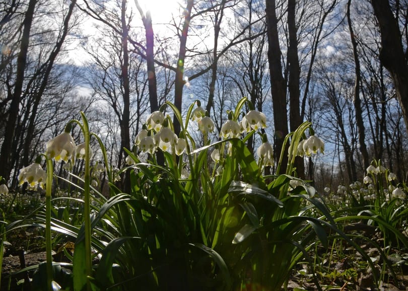 Kora tavasszal búcsúzik a február