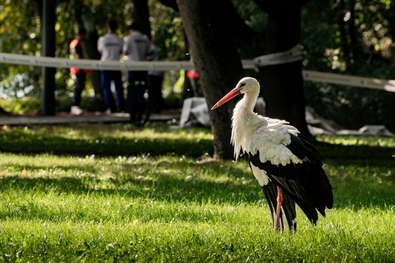 Zárva marad a Margit-sziget, mert még mindig fakidőlésektől kell tartani