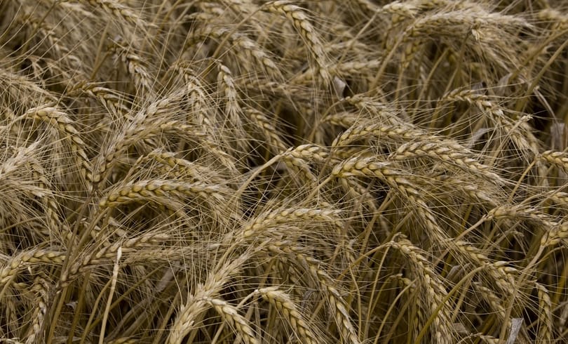 Öldöklő verseny – kezdődik a felszámolás az egyik legnagyobb malomipari szereplőnél