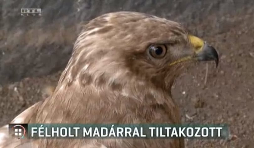 Félholt egerészölyvvel sétált be az áramszolgáltatóhoz a madármentő állomás vezetője