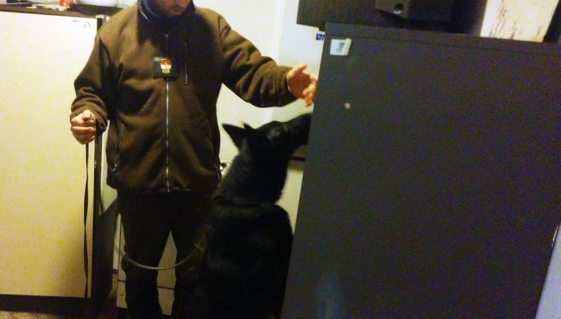 Kiderült, hogy nem mérgezéstől halt meg a három baranyai rendőrkutya