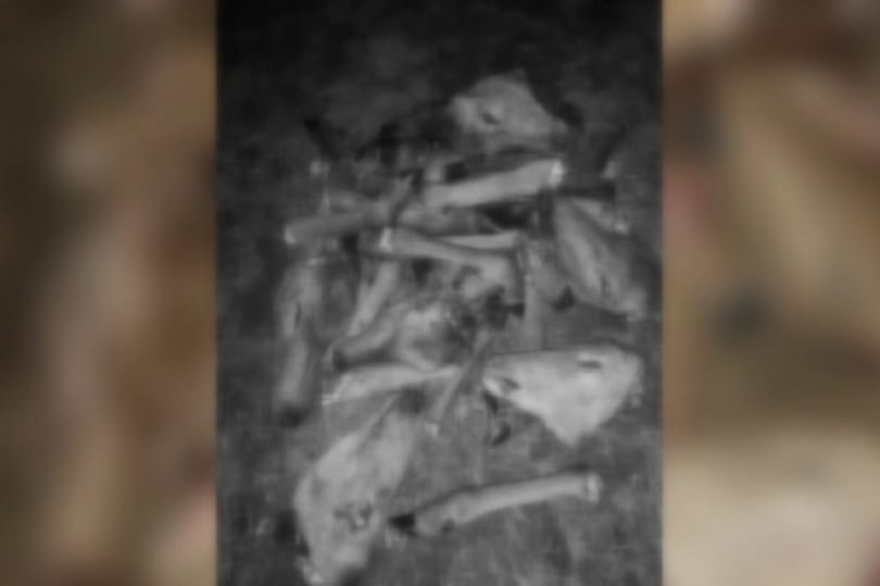 Feldarabolt állati tetemeket találtak a Tolna megyei Gyönknél