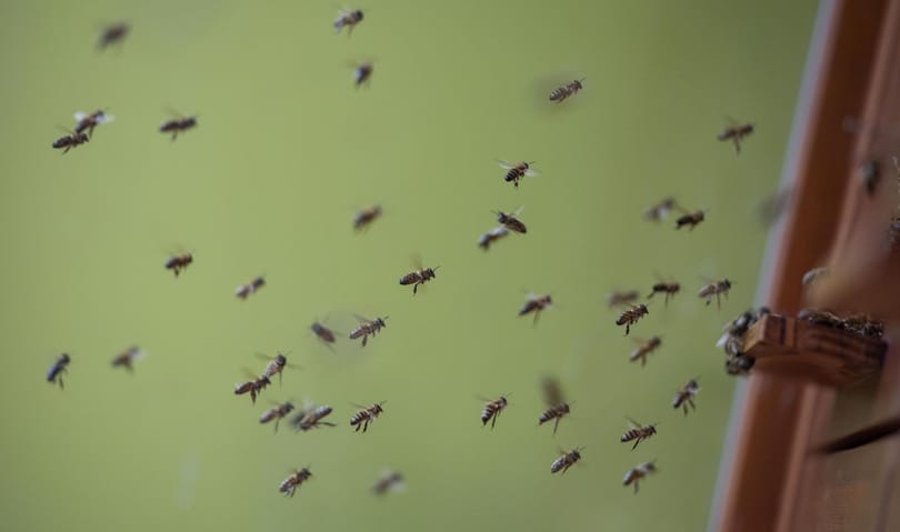 Alig lesz tavaszi méz idén a hideg miatt
