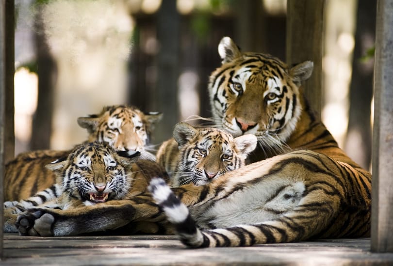Látogatók előtt szült a nyíregyházi szibériai tigris (fotókkal)