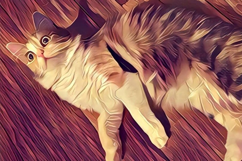 Reméljük, nem volt közöttük: másfél millió felhasználót csapott be a hamis app
