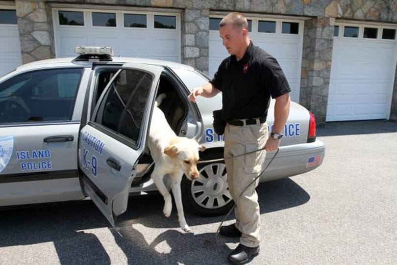 Illegális fájlokat tárol? Kiszagolhatja a rendőrkutya