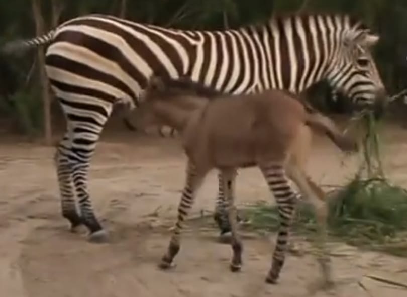 Imádnivaló kisállat született egy zebra és egy szamár románcából - videó