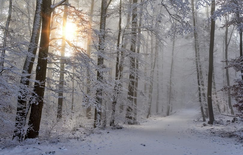 Adventi mesenaptár – december 11.