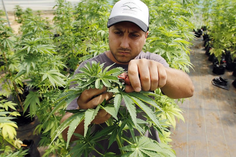 Luxemburg legalizálni akarja a marihuánát