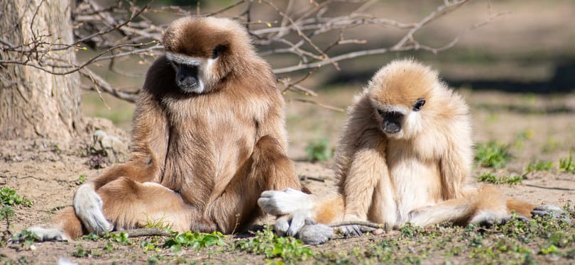 Svédországból kapott párt Kópé, a magányos debreceni gibbon – videóval