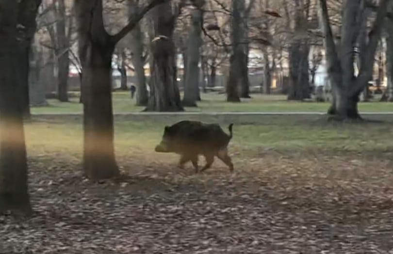 Kilőtték a margitszigeti vaddisznót