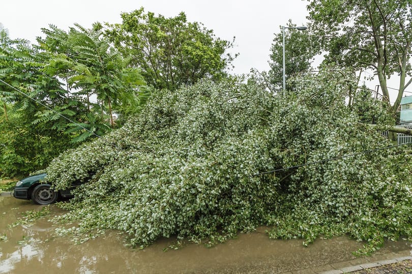 Kidőlt fák, leszakadt vezetékek maradtak a vihar után
