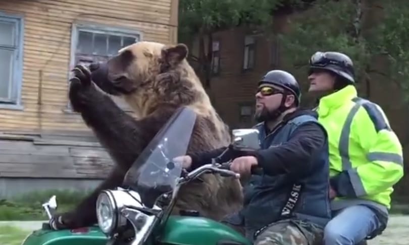 Szürreális videó: egy hatalmas élő medve utazott egy motoron a forgalomban