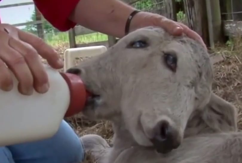 Videó: Kétfejű borjú született Floridában