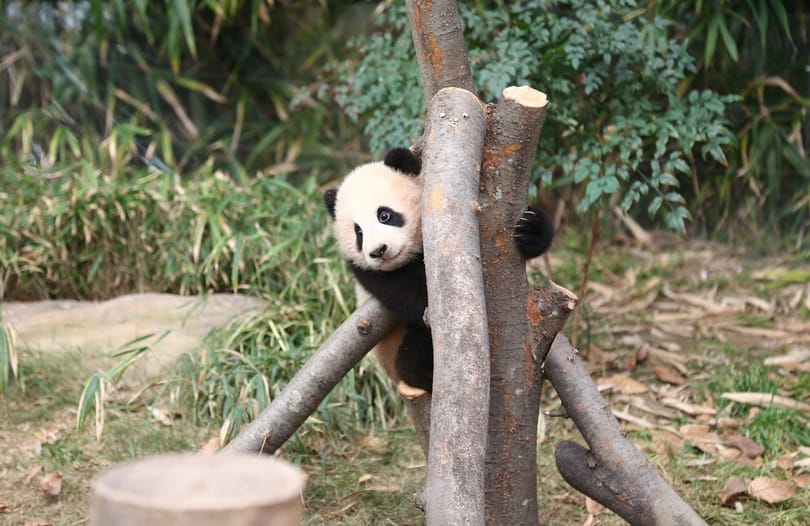Milliós nézettséget hozott egy túlságosan is ragaszkodó panda videója